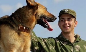 «Пусть помогают»: в Госдуме предложили отправлять бездомных собак разминировать зону СВО