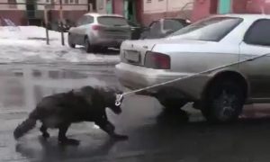 В Красноярском крае живодер привязал волкособа к машине и протащил по дороге