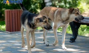 В Госдуме предложили ввести для владельцев собак новые штрафы