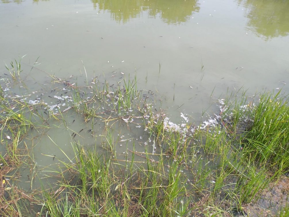 «Это экологическая катастрофа»: жители Ростовской области пожаловались на массовую гибель рыбы в реке Быстрая