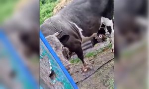В Курской области обезумевший бык насмерть забодал женщину
