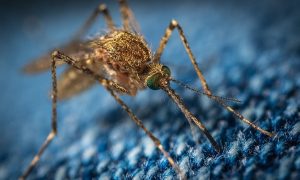 Минобороны сообщило об угрозах болезней в Херсоне из-за комаров Пентагона