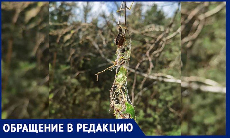 Новая атака на Московскую область - восток кишит гусеницами