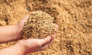 Зерновая сделка ушла в историю – это приведет к резкому росту цен на продовольствие