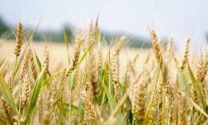 Россия бесплатно отправит зерно в Африку