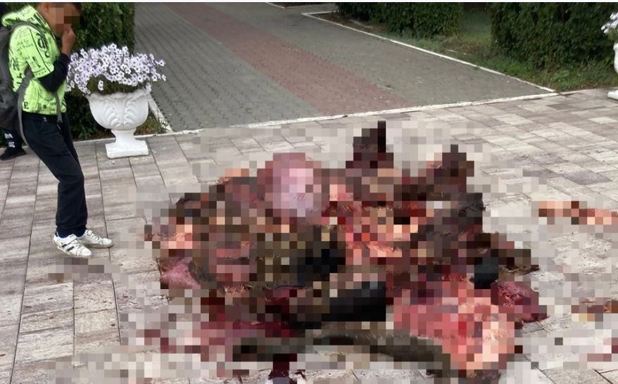 Мертвая корова на пороге администрации. Самарский фермер дошел до ручки Мертвая корова на пороге администрации. Самарский фермер дошел до ручки