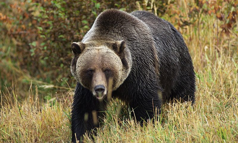 В Забайкалье 11 человек отравились мясом дикого медведя 