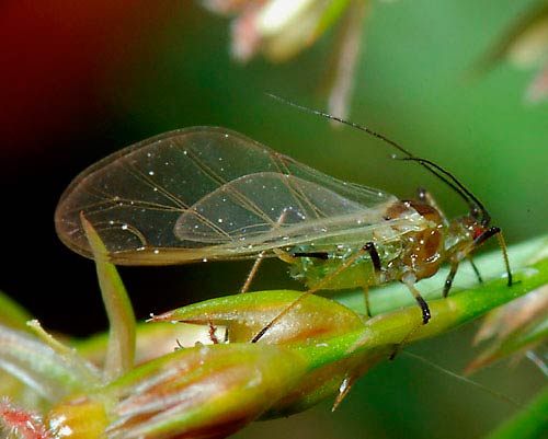 Жители Нью-Йорка сравнили нашествие насекомых с библейской чумой 