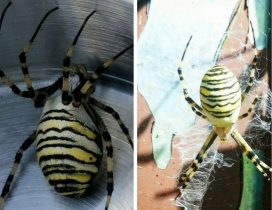 Ядовитые пауки-осы заполонили Подмосковье: насколько они опасны — — Статьи на РЕН ТВ