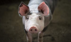 Учёные успешно пересадили генетически изменённые почки свиньи человеку