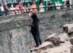 А медведь-то ненастоящий:  посетители китайского  зоопарка устроили скандал из-за 