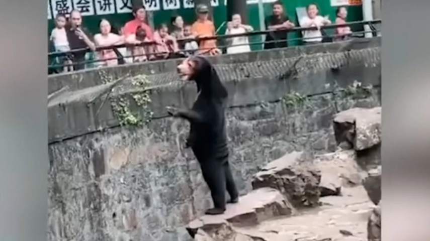 А медведь-то ненастоящий:  посетители китайского  зоопарка устроили скандал из-за 