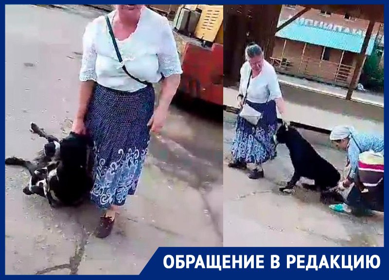 В Подмосковье две седовласые женщины обвязали беззащитную собаку скотчем, душили и увезли в неизвестном направлении 