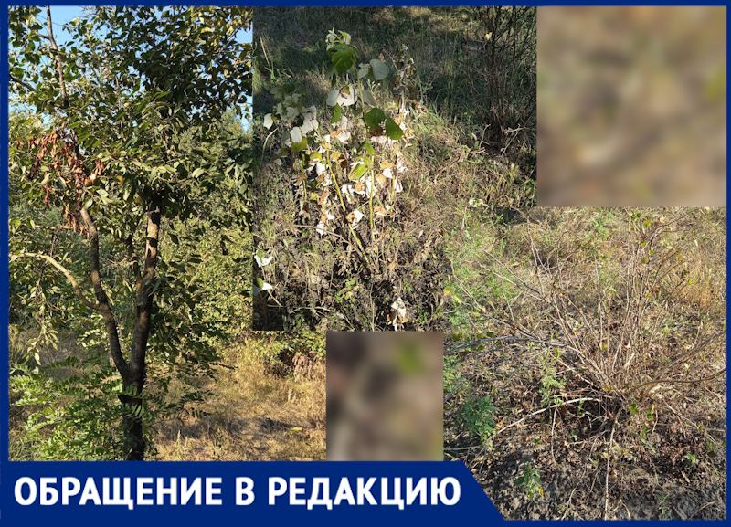 Встаю в 4 утра, чтобы набрать хоть чуть-чуть воды, - в Ставропольском крае больше года искали крупную утечку 