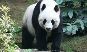 Дружба врозь: Китай заберет из зоопарков США всех своих панд