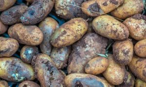 Гнилая картошка убила двух жителей Владивостока в гараже