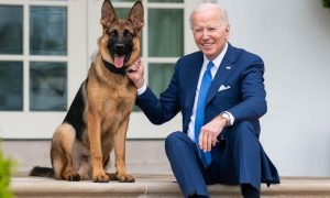 Цепной пёс Байдена: овчарка президента США покусала 11 агентов Секретной службы