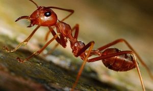 Европу предупредили о разрушительном «вторжении» красных муравьев-убийц
