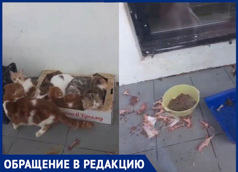 В Новой Москве не могут найти управу на разводчицу, которая держит кошек в антисанитарных условиях 