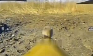 Мышь улетела на позиции ВСУ верхом на российском дроне-камикадзе