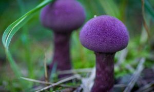 В России ввели штрафы за сбор редких грибов, занесенных в Красную книгу