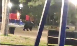 Гуляющий по детской площадке медведь напугал жителей Приморья