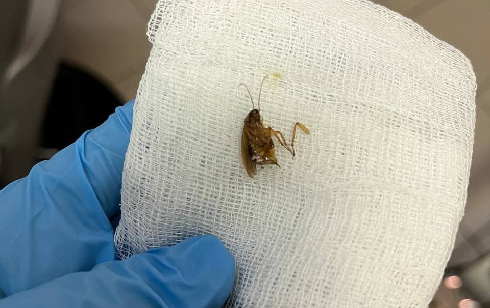 «В голове кто-то шевелится»: в Видном врачи удалили из уха женщины живого таракана 