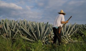 Мексика не поддержала план США по строительству стены после переговоров