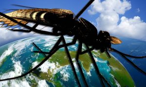 ВОЗ: в Европе и США появятся комары, переносящие опасную болезнь