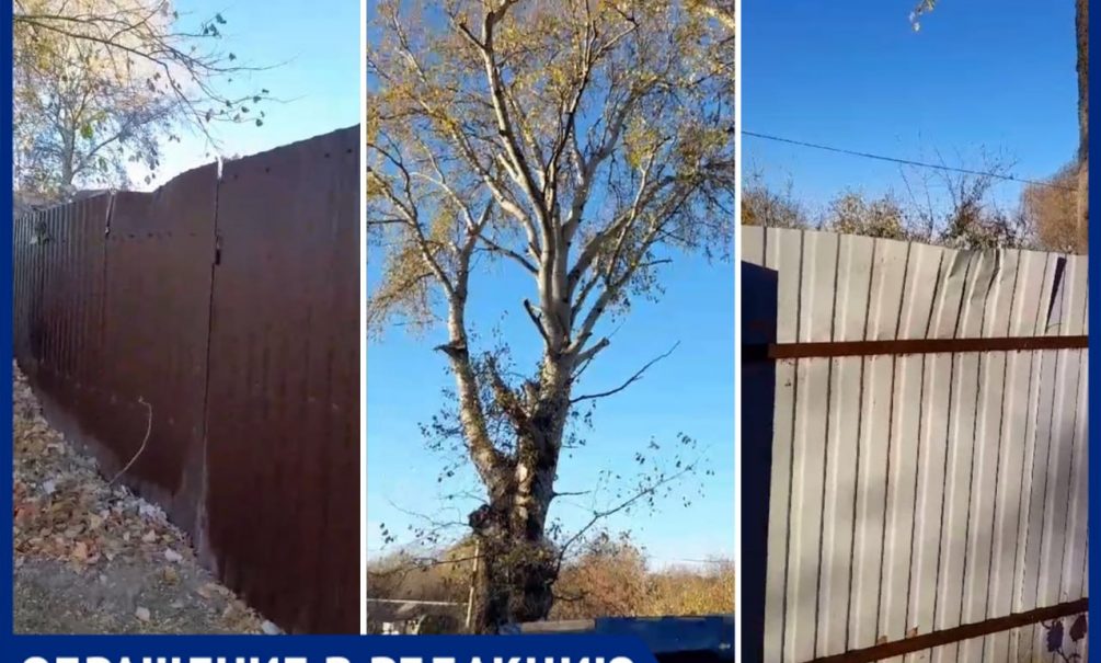 Чуть откусили ветки и повредили забор: дерево-убийца из Ставропольского края ждет своего часа 