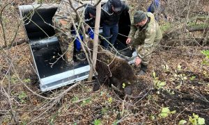 «Отбилась пакетами»: в Башкирии медведица изувечила сотрудницу супермаркета