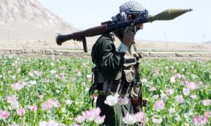 Тайное становится явным: США требуют от Талибана* срочно восстановить  объемы производства опиума в Афганистане