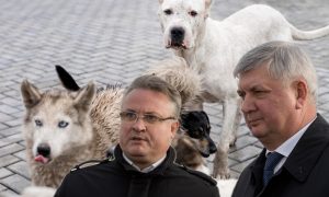 Бродячие собаки снова напали на ребенка в  Воронеже: в мэрии предложили горожанам учиться самим противостоять агрессивным животным