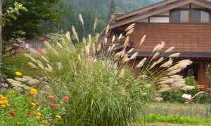 В России появится дешевая целлюлоза из экзотического растения мискантус