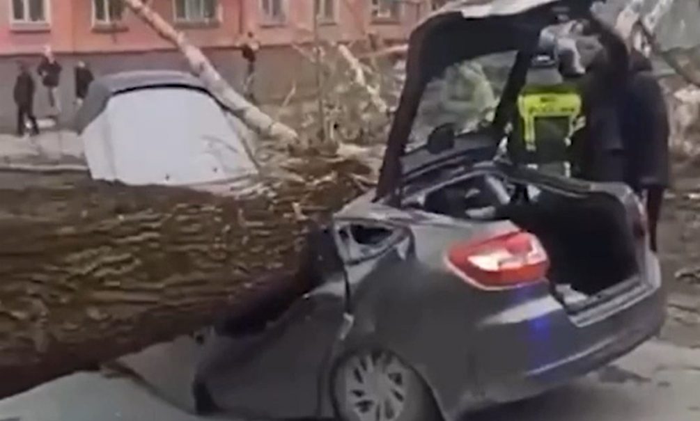 Упавшее на машину дерево убило двух человек в Новокузнецке 