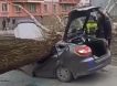 Упавшее на машину дерево убило двух человек в Новокузнецке