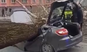 Упавшее на машину дерево убило двух человек в Новокузнецке