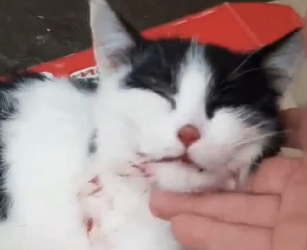 Хованский избил котенка. Хованский избил котенка. Стол хованского. Хованский избил котенка. Хованский избил котенка.