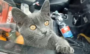 «Голодал четыре дня»: в Москве кота-заложника спасли из брошенной на парковке машины