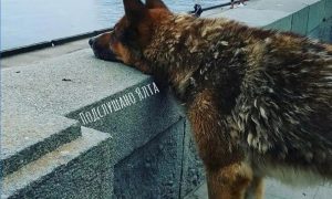 В Крыму установят памятник псу, который 12 лет на берегу ждал утонувшего хозяина