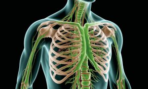 Вы проживете всего два часа, если лимфа перестанет циркулировать