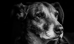 Человек собаке друг: Зеленский хочет отдать правление миром собакам