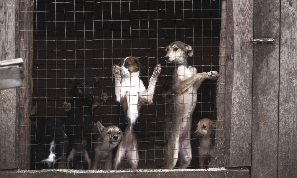 С пеной у рта: в Бурятии приняли скандальный закон, позволяющий убивать бездомных собак 