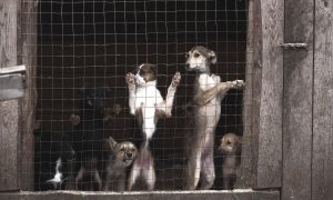 С пеной у рта: в Бурятии приняли скандальный закон, позволяющий убивать бездомных собак