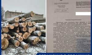 «Снесли полувековые деревья»: жители Ярославля пожаловались на вырубку березовой рощи