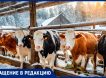 Простуженных коров на продажу, 50 человек под увольнение: в Липецкой области могут закрыть ферму