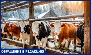 Простуженных коров на продажу, 50 человек под увольнение: в Липецкой области могут закрыть ферму