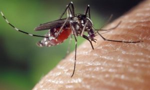 Опасная тропическая болезнь распространяется в Европе. Её разносят комары