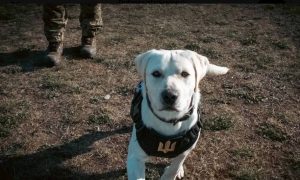 Собака - не друг: в НАТО натаскивали четвероногих на убийство российских военных