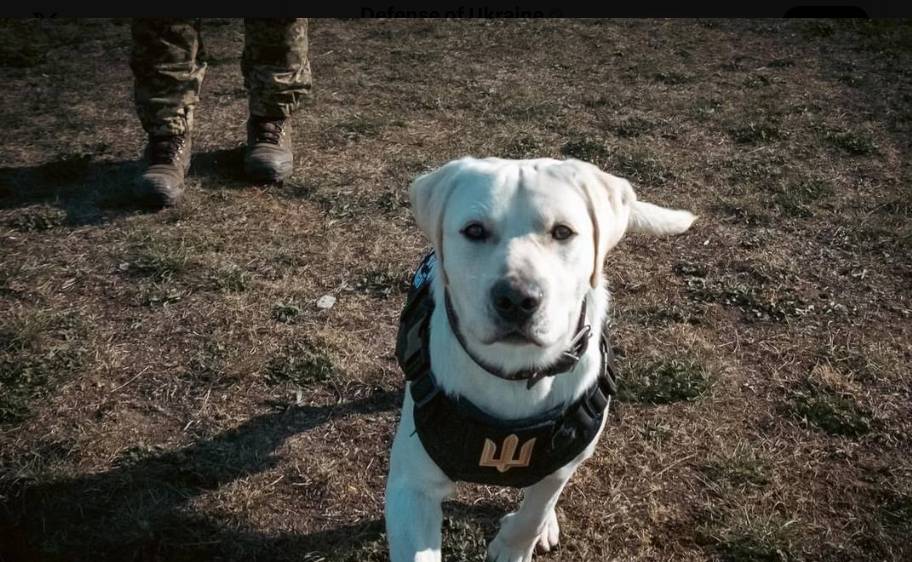 Собака - не друг: в НАТО натаскивали четвероногих на убийство российских военных 